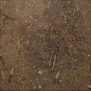 brown marble-fossil